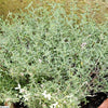 20 CAT THYME Teucrium Marum aka Cat Crack, Kitty Crack, & Mediterranean Germander Silvery Foliage Red Purple Flower Herb Sub-Shrub Seeds