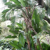 5 GIANT BIRD OF PARADISE Tree Strelitzia Nicolai Wild Banana White Crane Blue Purple Flower Houseplant Seeds