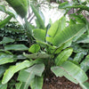5 GIANT BIRD OF PARADISE Tree Strelitzia Nicolai Wild Banana White Crane Blue Purple Flower Houseplant Seeds
