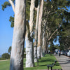 50 LEMON SCENTED EUCALYPTUS Citriodora Tree aka Lemon Bush & Spotted Gum - Colorful Bark White Flower Tree Seeds