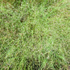 200 CLOUD GRASS Agrostis Nebulosa White Flower Tan Ornamental Grass Seeds