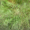 200 CLOUD GRASS Agrostis Nebulosa White Flower Tan Ornamental Grass Seeds