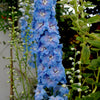 350 Blue with Pink ROCKET LARKSPUR DELPHINIUM Consolida Ajacis Seeds