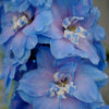 350 Blue with Pink ROCKET LARKSPUR DELPHINIUM Consolida Ajacis Seeds