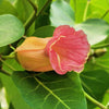 10 PORTIA TREE Yellow Pink Purple Flowers Change Color Pacific Rosewood Tulip Thespesia Populnea Seeds