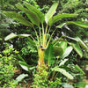 5 GIANT BIRD OF PARADISE Tree Strelitzia Nicolai Wild Banana White Crane Blue Purple Flower Houseplant Seeds