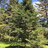 Grow Your Own CHRISTMAS TREE - Balsam Fir ( Abies Balsamea ) Gift Packet of Tree Seeds