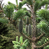 Grow Your Own CHRISTMAS TREE - Balsam Fir ( Abies Balsamea ) Gift Packet of Tree Seeds