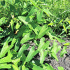 20 SLENDER DUTCHMAN'S PIPE Pipevine Aristolochia Debilis Deep Purple Flower Herb Vine Seeds