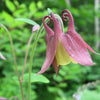 100 ORIENTAL COLUMBINE Plum & White Aquilegia Vulgaris Flower Seeds