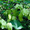5 AMERICAN BLADDERNUT Tree Staphylea Trifolia Shrub Green Pod White Flower Seeds