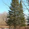 Grow Your Own CHRISTMAS TREE - Balsam Fir ( Abies Balsamea ) Gift Packet of Tree Seeds
