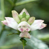 50 WHITE TURTLEHEAD Chelone Glabra Flower Seeds