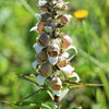 200 GRECIAN FOXGLOVE Wooly Digitalis Lanata Hummingbird White Yellow Purple Brown Flower Seeds