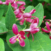 50 Tatarian Asian HONEYSUCKLE Lonicera Tatarica Pink Flower Shrub Bush Seeds