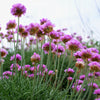 50 SEA THRIFT Armeria Maritima California Sea Pink Cliff Rose Cushion Pink Lavender Native Maritime Flower Seeds
