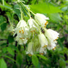 5 AMERICAN BLADDERNUT Tree Staphylea Trifolia Shrub Green Pod White Flower Seeds