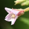 100 CINNAMON WILLOWHERB Eastern Purpleleaf Epilobium Coloratum Flower Seeds