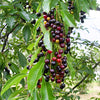 30 BLACK CHERRY Fruit Tree Prunus Serotina Fragrant White Flowers Seeds