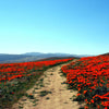 100 RED CALIFORNIA POPPY Eschscholzia Californica Native Flower Seeds