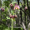 100 ORIENTAL COLUMBINE Plum & White Aquilegia Vulgaris Flower Seeds