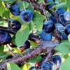 5 BEACH PLUM Prunus Maritima Native Edible Fruit Shrub Bush White Flower Seeds