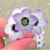 1000 BIRDS EYES Gilia Tricolor Lavender White Native Fragrant Hummingbird Flower Seeds