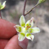 100 WHITE CAMAS Anticlea Elegans Zigadenus Camass Alkali Native Flower Seeds