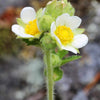 50 PRAIRIE CINQUEFOIL Tall Potentilla Drymocallis Arguta White Pale Yellow Native Flower Seeds