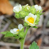 50 PRAIRIE CINQUEFOIL Tall Potentilla Drymocallis Arguta White Pale Yellow Native Flower Seeds
