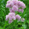 5 COLUMBINE MEADOW RUE Thalictrum Aquilegifolium Purple Pink Flower Seeds