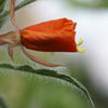 10 SUNSET BOULEVARD PRIMROSE Orange Evening Oenothera Versicolor Sundrops Flower Seeds