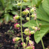 25 FRINGECUP Tellima Grandiflora Odorata Bigflower Fringe Cup Pink Flower Seeds