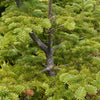 Grow Your Own CHRISTMAS TREE - Balsam Fir ( Abies Balsamea ) Gift Packet of Tree Seeds