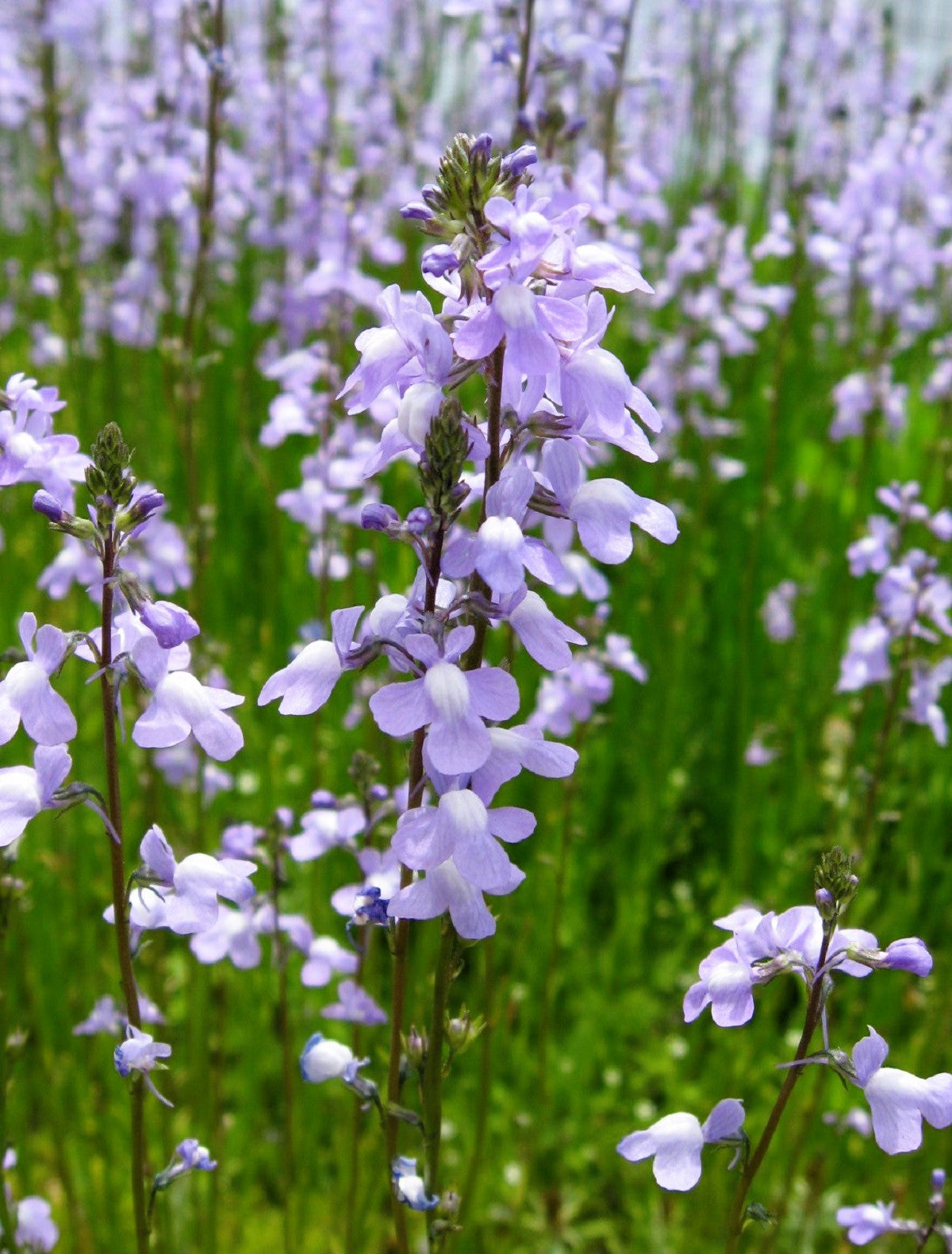 Blue Toadflax Seeds – Linaria Canadensis Antirrhinum Canadian Flower
