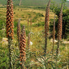20 MILK CHOCOLATE FOXGLOVE Spanish Digitalis Parviflora Red Brown Flower Seeds