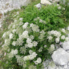 500 WHITE ANISE Pimpinella Anisum HERB Flower Seeds