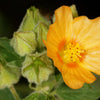 100 Country Mallow Seeds – (Bala / Flannel Weed) Sida Cordifolia Flower – photo 2