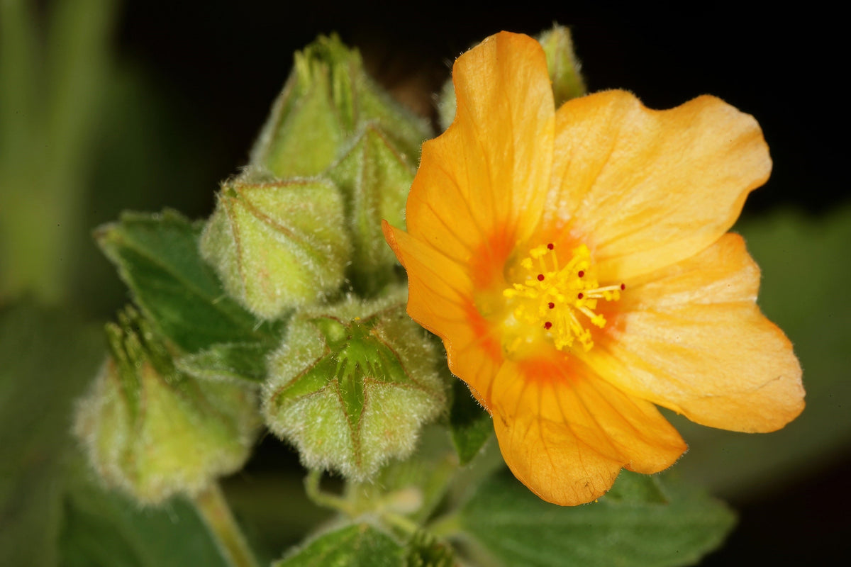 100 Country Mallow Seeds – (Bala / Flannel Weed) Sida Cordifolia Flower – photo 2