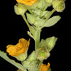 100 Country Mallow Seeds – (Bala / Flannel Weed) Sida Cordifolia Flower – photo 12