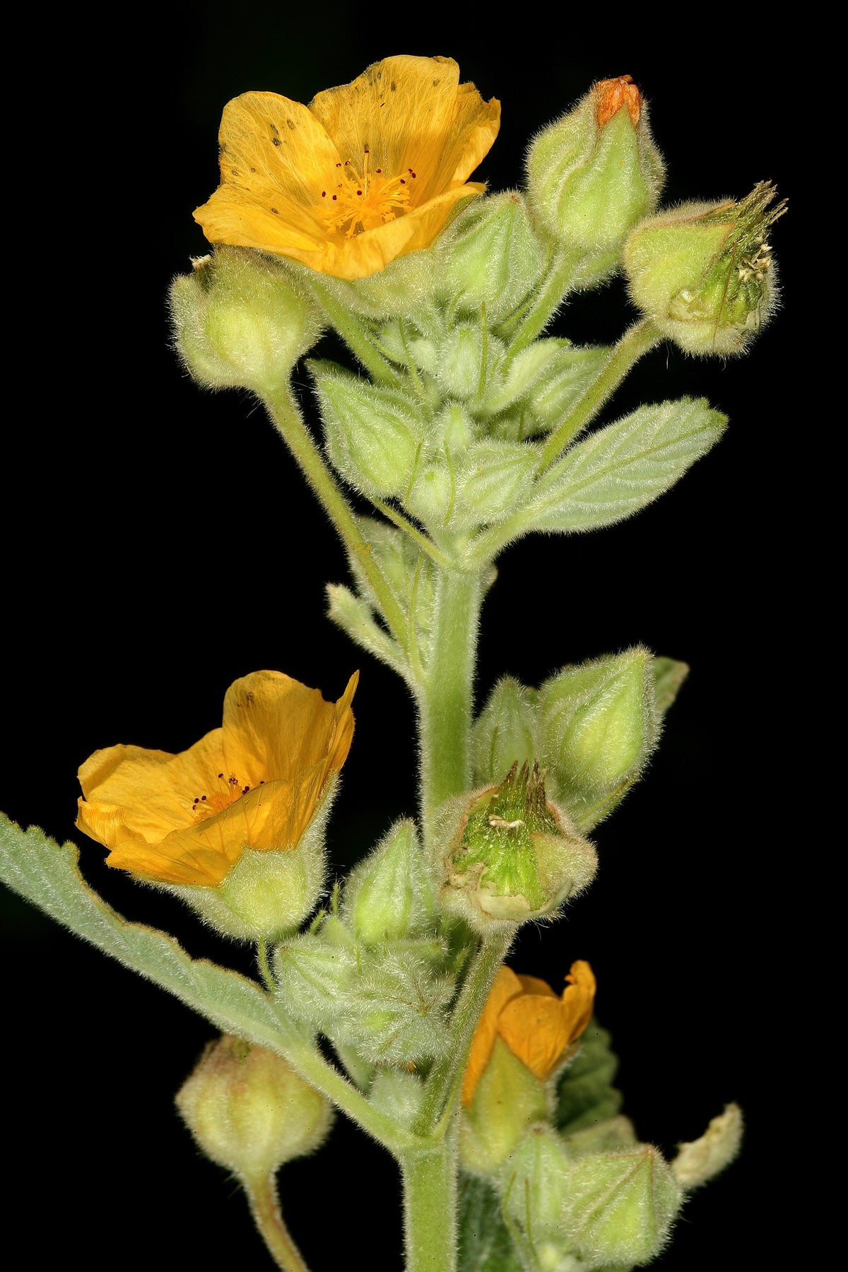 100 Country Mallow Seeds – (Bala / Flannel Weed) Sida Cordifolia Flower – photo 12