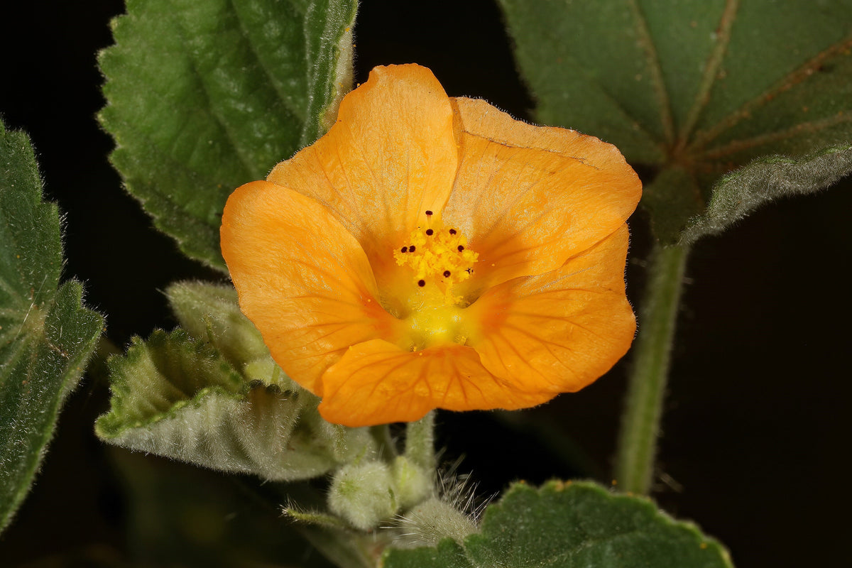 100 Country Mallow Seeds – (Bala / Flannel Weed) Sida Cordifolia Flower – photo 8