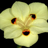 20 YELLOW AFRICAN IRIS Fortnight Lily Dietes Bicolor Butterfly Flag Spanish Peacock Iris Flower Seeds