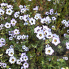 1000 BIRDS EYES Gilia Tricolor Lavender White Native Fragrant Hummingbird Flower Seeds