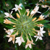 100 LARGE FLOWERED PHLOX Collomia Grandiflora Flower Seeds