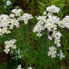 500 VIRGINIA MINT Pycnanthemum Virginianum Mountainmint Native White Flower Herb Seeds