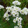 500 VIRGINIA MINT Pycnanthemum Virginianum Mountainmint Native White Flower Herb Seeds