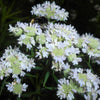 500 VIRGINIA MINT Pycnanthemum Virginianum Mountainmint Native White Flower Herb Seeds