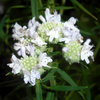 500 VIRGINIA MINT Pycnanthemum Virginianum Mountainmint Native White Flower Herb Seeds