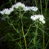 500 VIRGINIA MINT Pycnanthemum Virginianum Mountainmint Native White Flower Herb Seeds